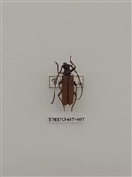 藏品(卓得魯薄翅天牛)的圖片